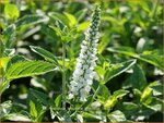 Veronica longifolia 'Charlotte' | Lange ereprijs, Ereprijs | Langbl&auml;ttriger Ehrenpreis