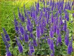 Veronica longifolia 'Marietta' | Lange ereprijs, Ereprijs | Langbl&auml;ttriger Ehrenpreis