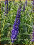 Veronica longifolia 'Marietta' | Lange ereprijs, Ereprijs | Langbl&auml;ttriger Ehrenpreis