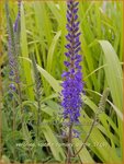 Veronica spicata 'Romiley Purple' | Aarereprijs, Ereprijs | &Auml;hren-Ehrenpreis