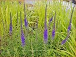 Veronica spicata 'Romiley Purple' | Aarereprijs, Ereprijs | &Auml;hren-Ehrenpreis