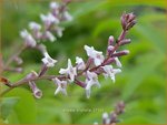 Aloysia triphylla | Citroenverbena | Zitronenverbene