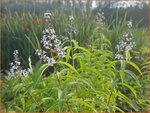 Aloysia triphylla | Citroenverbena | Zitronenverbene