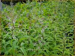 Aloysia triphylla | Citroenverbena | Zitronenverbene