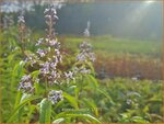 Aloysia triphylla | Citroenverbena | Zitronenverbene