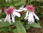 Aster lateriflorus 'Chloe' | Gladde aster, Aster | Glatte Aster