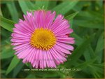 Aster novae-angliae 'Annabelle de Chazal | Nieuw-Engelse aster, Herfstaster, Aster | Raublatt-Aster