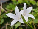 Campanula poscharskyana 'Nana Alba' | Kruipklokje, Klokjesbloem | H&auml;ngepolster-Glockenblume