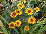 Heliopsis helianthoides 'Burning Hearts' | Zonneoog | Gew&ouml;hnliches Sonnenauge