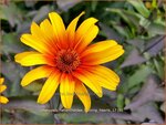 Heliopsis helianthoides 'Burning Hearts' | Zonneoog | Gew&ouml;hnliches Sonnenauge
