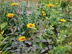 Heliopsis helianthoides 'Burning Hearts' | Zonneoog | Gew&ouml;hnliches Sonnenauge