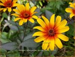 Heliopsis helianthoides 'Burning Hearts' | Zonneoog | Gew&ouml;hnliches Sonnenauge