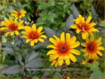 Heliopsis helianthoides 'Burning Hearts' | Zonneoog | Gew&ouml;hnliches Sonnenauge