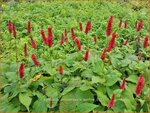 Persicaria amplexicaulis 'Bonfire' | Adderwortel, Duizendknoop | Kerzenkn&ouml;terich