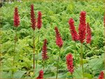 Persicaria amplexicaulis 'Bonfire' | Adderwortel, Duizendknoop | Kerzenkn&ouml;terich