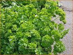 Petroselinum crispum | Peterselie | Krause Petersilie