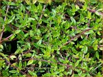 Thymus herba-barona 'Lemon Scented' | Kruiptijm, Tijm | K&uuml;mmel-Thymian