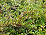 Thymus herba-barona 'Lemon Scented' | Kruiptijm, Tijm | K&uuml;mmel-Thymian