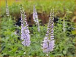 Veronica longifolia 'Lila Karina' | Lange ereprijs, Langbladige ereprijs, Ereprijs | Langbl&auml;ttriger Ehrenpreis | Gar