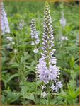 Veronica longifolia 'Lila Karina' | Lange ereprijs, Langbladige ereprijs, Ereprijs | Langbl&auml;ttriger Ehrenpreis | Gar