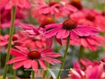 Echinacea purpurea 'Sweet Meadow Mama' | Rode Zonnehoed, Zonnehoed | Roter Sonnenhut