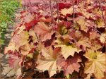 Heuchera 'Rex Dark Amber' | Purperklokje | Purpurgl&ouml;ckchen