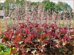 Heuchera 'Rex Red' | Purperklokje | Purpurglöckchen