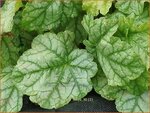 Heuchera 'Tokyo' | Purperklokje | Purpurgl&ouml;ckchen