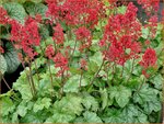 Heuchera 'Tokyo' | Purperklokje | Purpurgl&ouml;ckchen