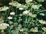 Selinum carvifolia | Karwijselie | K&uuml;mmelbl&auml;ttrige Silge | Cambridge Milk Parsley