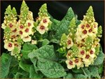 Verbascum 'Dark Eyes' | Toorts | K&ouml;nigskerze