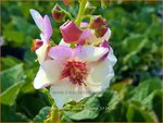 Verbascum 'Jackie in Spots' | Toorts | K&ouml;nigskerze