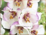 Verbascum 'Jackie in Spots' | Toorts | K&ouml;nigskerze