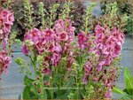 Verbascum 'Plum Smokey' | Toorts | K&ouml;nigskerze