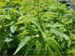 Aloysia triphylla | Citroenverbena | Zitronenverbene