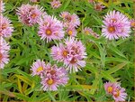 Aster novae-angliae 'Harrington's Pink' | Nieuw-Engelse aster, Herfstaster, Aster | Raublatt-Aster
