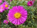 Aster 'Starlight' | Aster | Aster