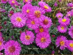 Aster 'Starlight' | Aster | Aster