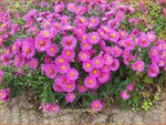 Aster 'Starlight' | Aster | Aster