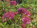 Astrantia major 'Red Joyce' | Zeeuws knoopje, Groot sterrenscherm | Gro&szlig;e Sterndolde | Greater Masterwort