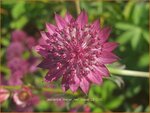 Astrantia major 'Red Joyce' | Zeeuws knoopje, Groot sterrenscherm | Gro&szlig;e Sterndolde | Greater Masterwort