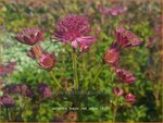 Astrantia major 'Red Joyce' | Zeeuws knoopje, Groot sterrenscherm | Gro&szlig;e Sterndolde | Greater Masterwort