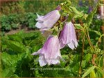 Campanula punctata 'Pantaloons' | Klokjesbloem | Gepunktete Glockenblume