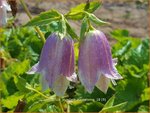 Campanula punctata 'Pantaloons' | Klokjesbloem | Gepunktete Glockenblume