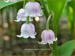 Convallaria majalis 'Rosea' | Lelietje-van-dalen | Gew&ouml;hnliches Maigl&ouml;ckchen