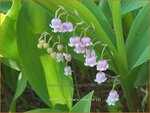 Convallaria majalis 'Rosea' | Lelietje-van-dalen | Gew&ouml;hnliches Maigl&ouml;ckchen