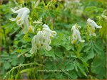 Corydalis ochroleuca | Geelwitte helmbloem, Helmbloem | Blassgelber Lerchensporn