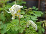 Corydalis ochroleuca | Geelwitte helmbloem, Helmbloem | Blassgelber Lerchensporn
