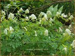 Corydalis ochroleuca | Geelwitte helmbloem, Helmbloem | Blassgelber Lerchensporn