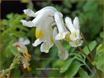 Corydalis ochroleuca | Geelwitte helmbloem, Helmbloem | Blassgelber Lerchensporn